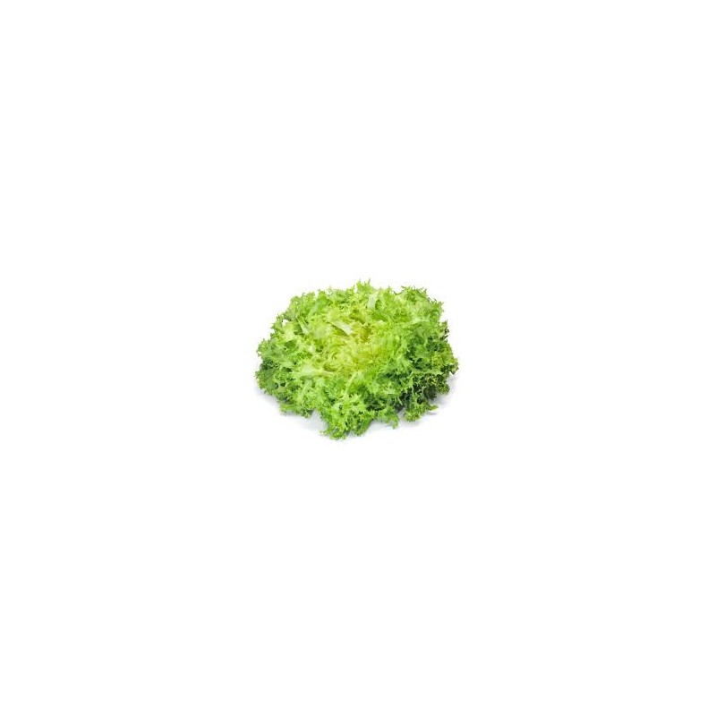 Salade Frisée