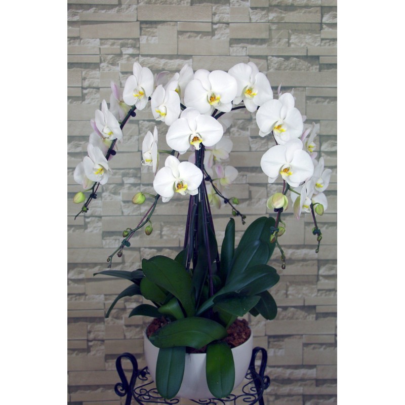 Orchidée 5 tiges avec pot